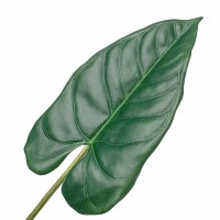Лист тропический темно-зеленый, 70 см