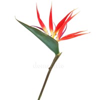 Искусственный цветок "Стрелиция", 72 см ✦ 103193