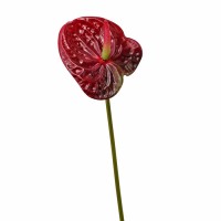 Искусственный цветок "Антуриум бордовый", 55 см ✦ 103409