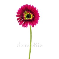 Искусственный цветок "Гербера бордовая", 40 см ✦ 100107