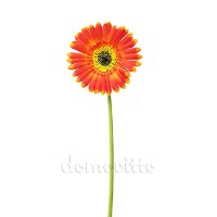 Искусственный цветок "Гербера оранжевая", 40 см ✦ 100096