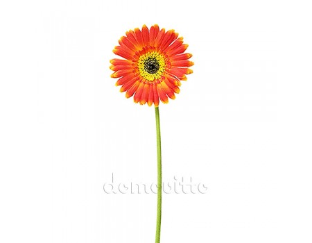 Искусственный цветок "Гербера оранжевая", 40 см ✦ 100096