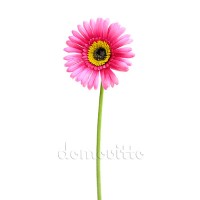 Искусственный цветок "Гербера розовая", 40 см ✦ 100095