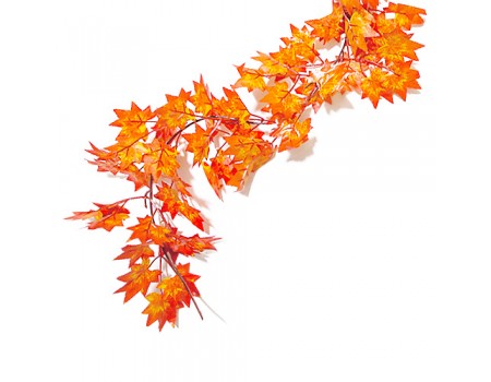 Осенняя лиана "Клен пушистый", 2,1 м
