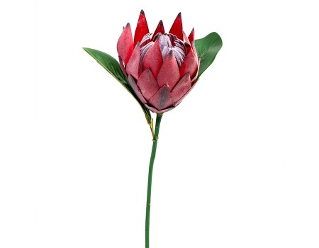 Искусственный цветок "Протея". Цвет: Бордовый, Кремовый ✦ 103412