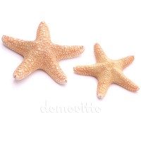 Морская звезда филиппинская, 7-10 см