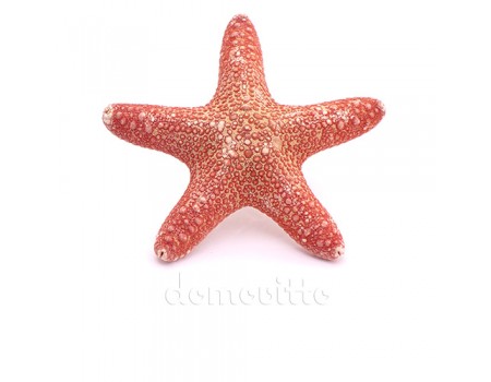 Морская звезда филиппинская красная, 10-11 см