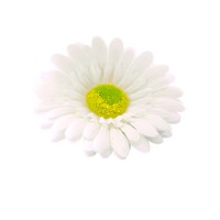 Искусственный цветок гербера, голова белая, d10 см ✦ 102108