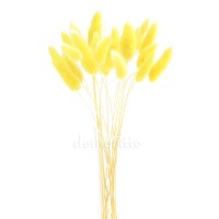 Лагурус светло-желтый для сухих букетов, 20 шт