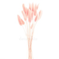 Лагурус светло-розовый для сухих букетов, 20 шт