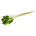 Лагурус темно-зеленый для сухих букетов, 20 шт